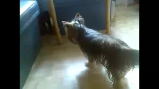 секс с собакой 